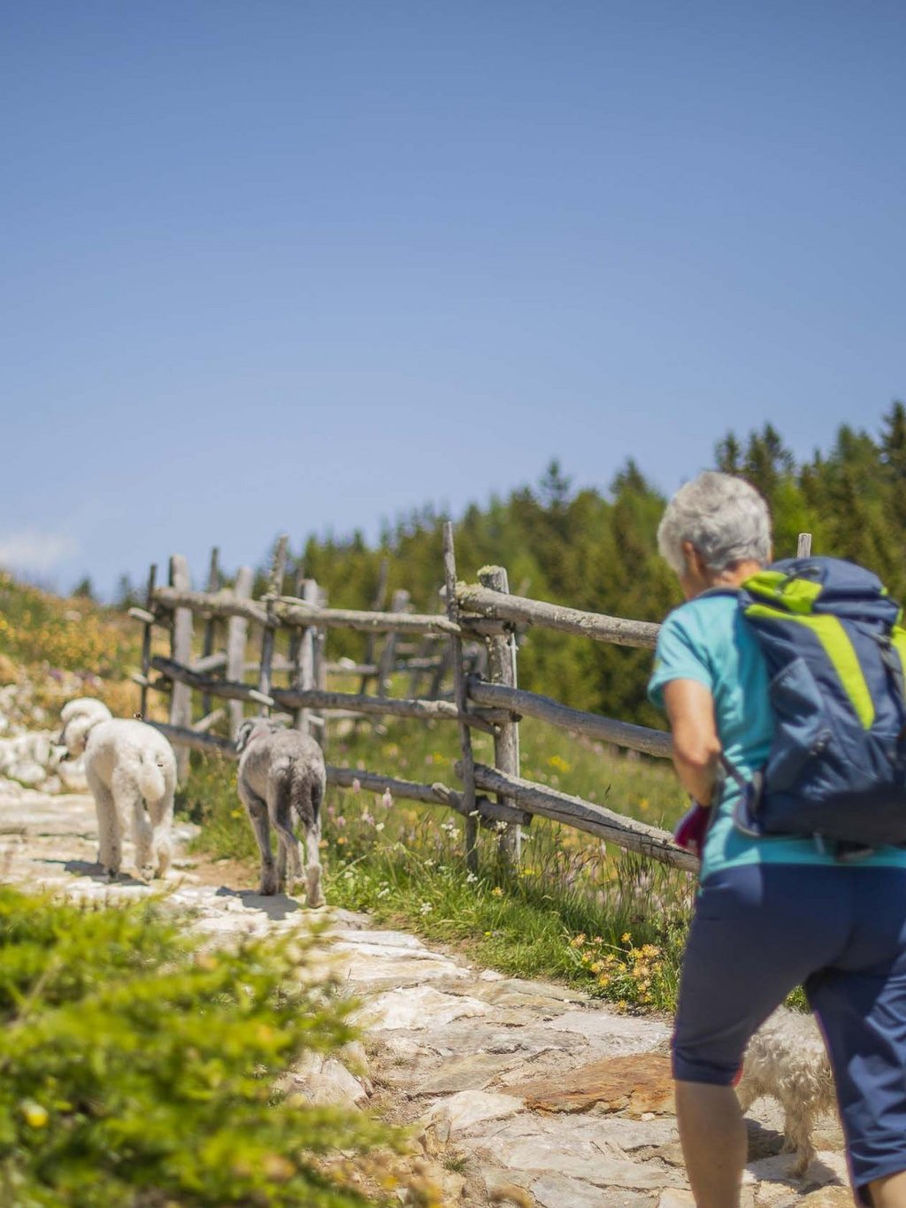 Ihr Urlaub mit Hund in Südtirol Ihr Urlaub mit Hund in Südtirol