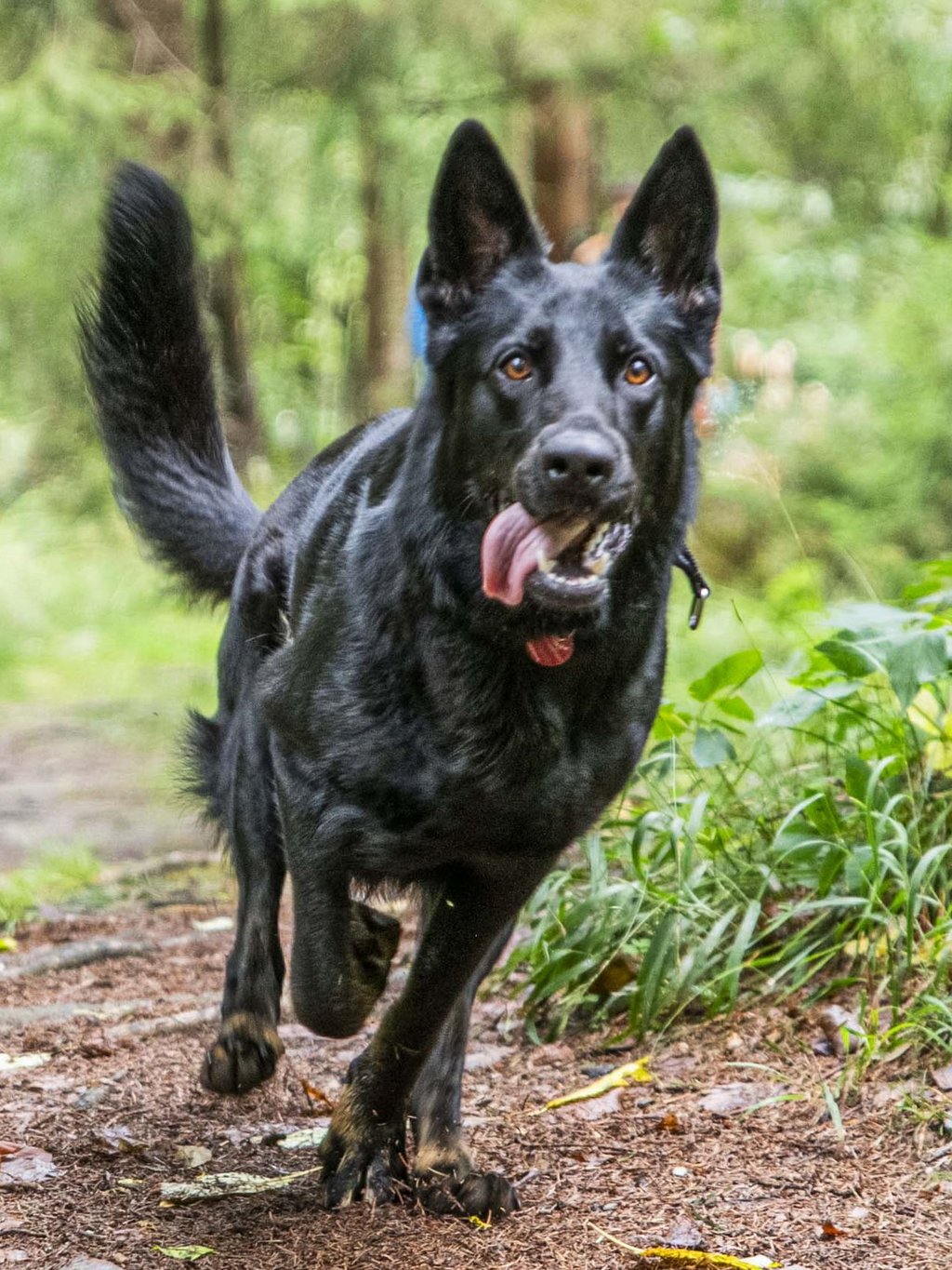 Ihr Urlaub mit Hund in Südtirol Ihr Urlaub mit Hund in Südtirol