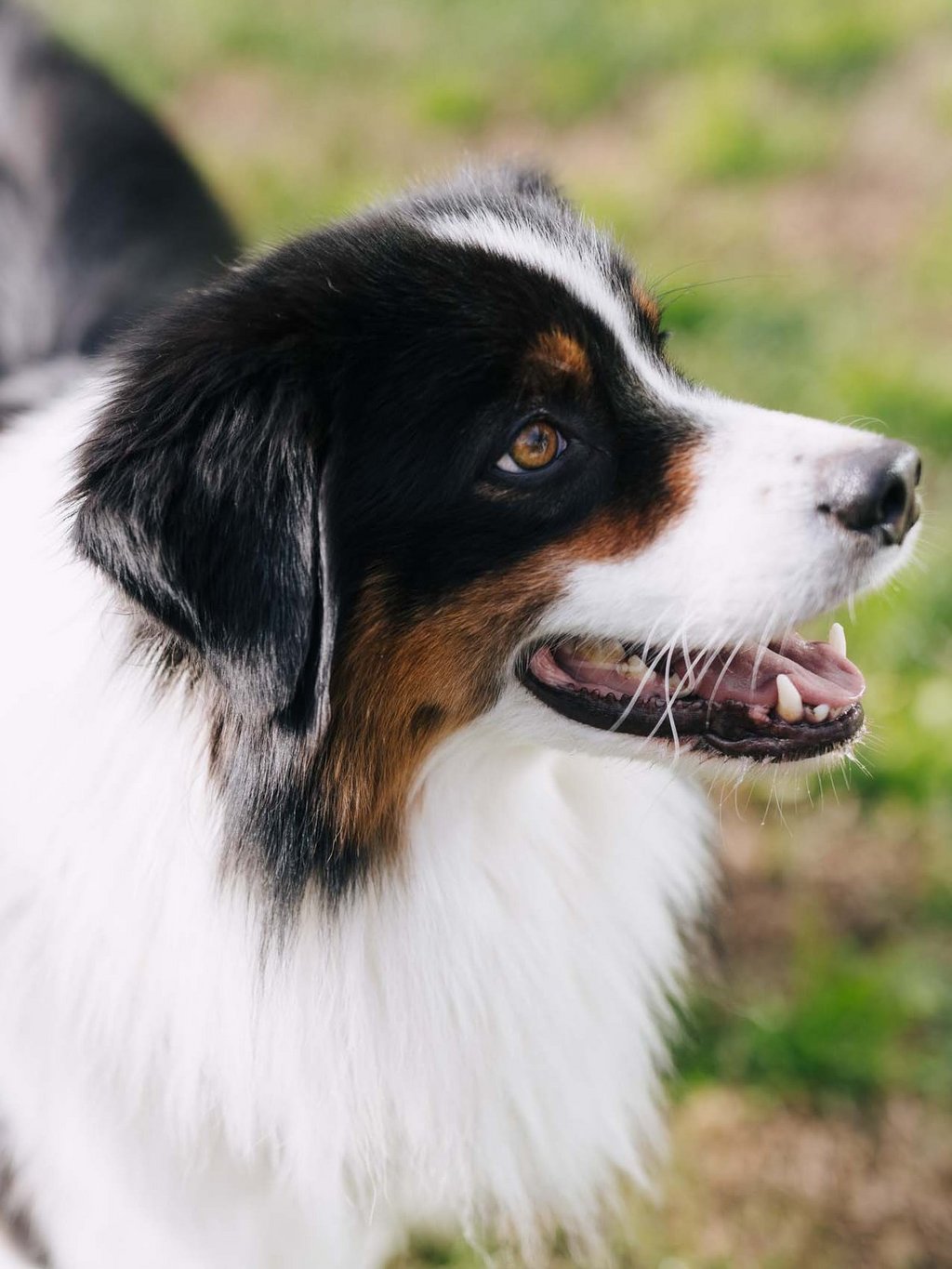 Ihr Urlaub mit Hund in Südtirol Ihr Urlaub mit Hund in Südtirol