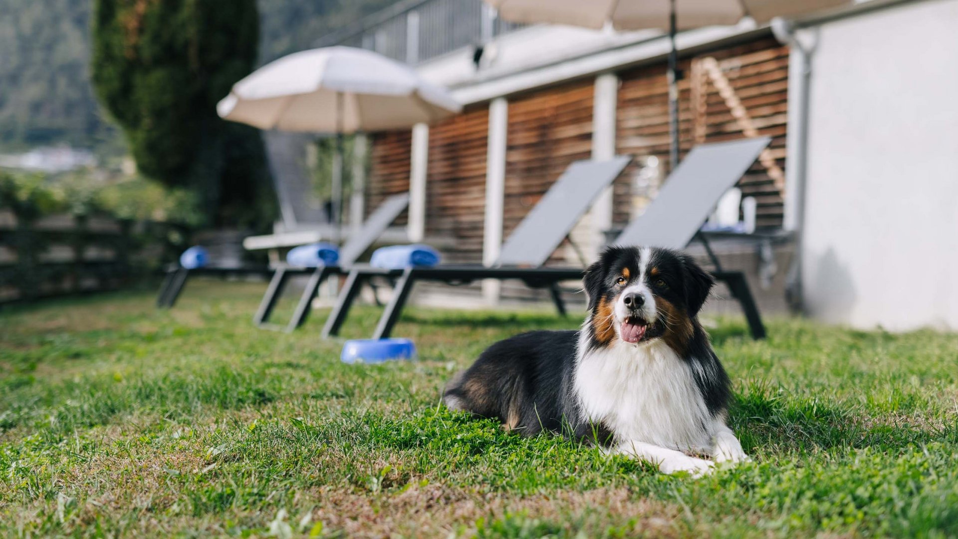 Ihr Urlaub mit Hund in Südtirol Ihr Urlaub mit Hund in Südtirol
