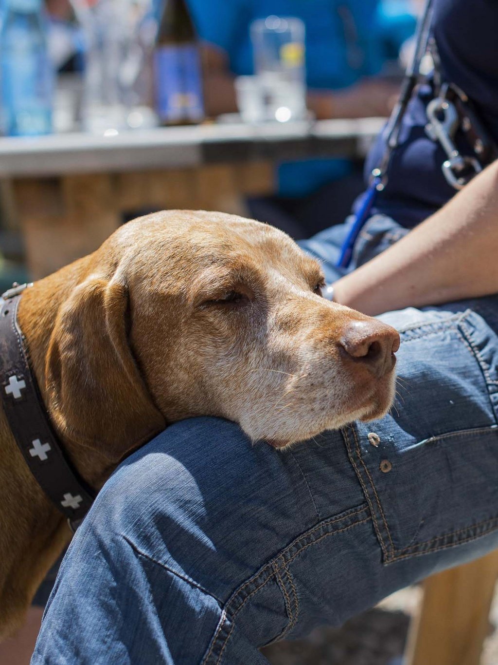 Ihr Urlaub mit Hund in Südtirol Ihr Urlaub mit Hund in Südtirol