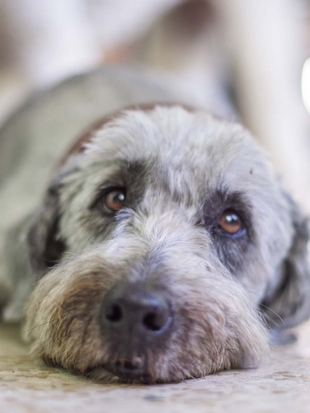 Ihr Urlaub mit Hund in Südtirol Ihr Urlaub mit Hund in Südtirol