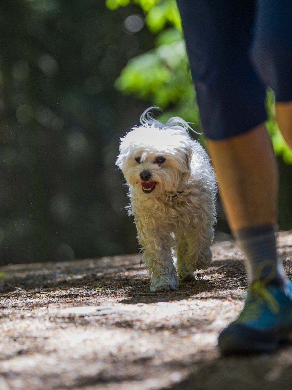 Ihr Urlaub mit Hund in Südtirol Ihr Urlaub mit Hund in Südtirol