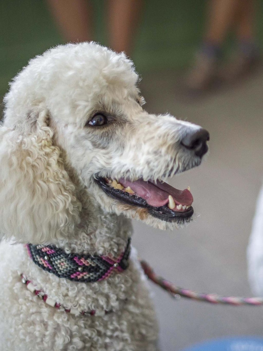 Ihr Urlaub mit Hund in Südtirol Ihr Urlaub mit Hund in Südtirol