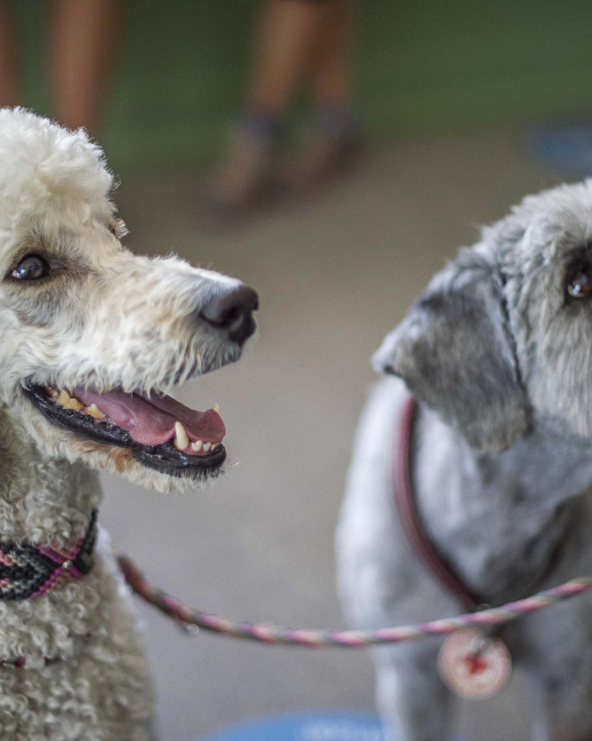 Ihr Urlaub mit Hund in Südtirol Ihr Urlaub mit Hund in Südtirol