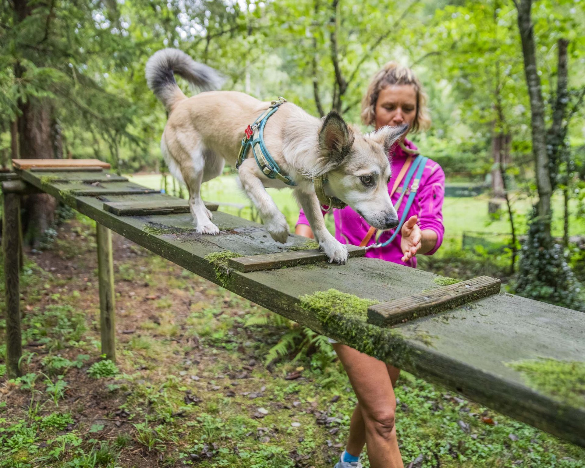 Ihr Urlaub mit Hund in Südtirol Ihr Urlaub mit Hund in Südtirol