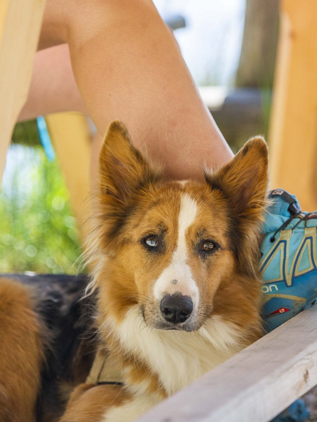 Ihr Urlaub mit Hund in Südtirol Ihr Urlaub mit Hund in Südtirol