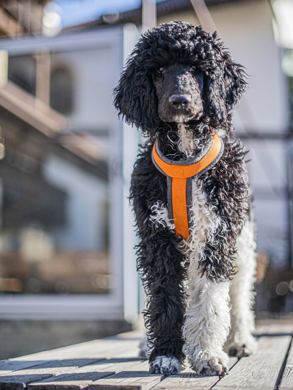Ihr Urlaub mit Hund in Südtirol Ihr Urlaub mit Hund in Südtirol
